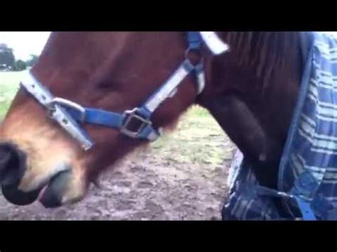 sucking off a horse|Horse blowjob swallowing cum .